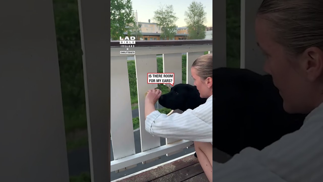 When Your Dog Loves To People Watch 👀😂