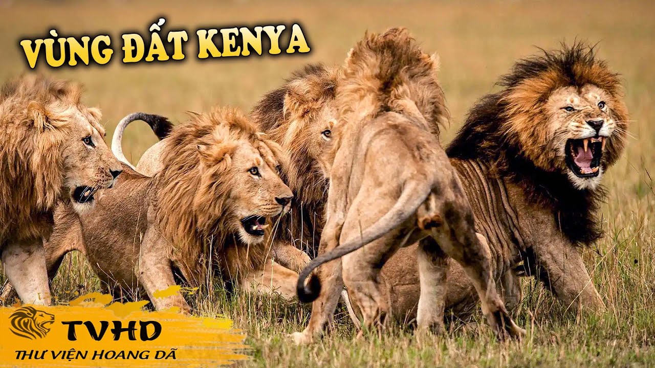 ⁣💥 Động Vật Săn Mồi Vùng Đất Kenya -  Khám Phá Thiên Nhiên Hoang Dã Châu Phi P1 | TVHD