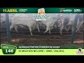 146 25 MACHOS NELORE 294K