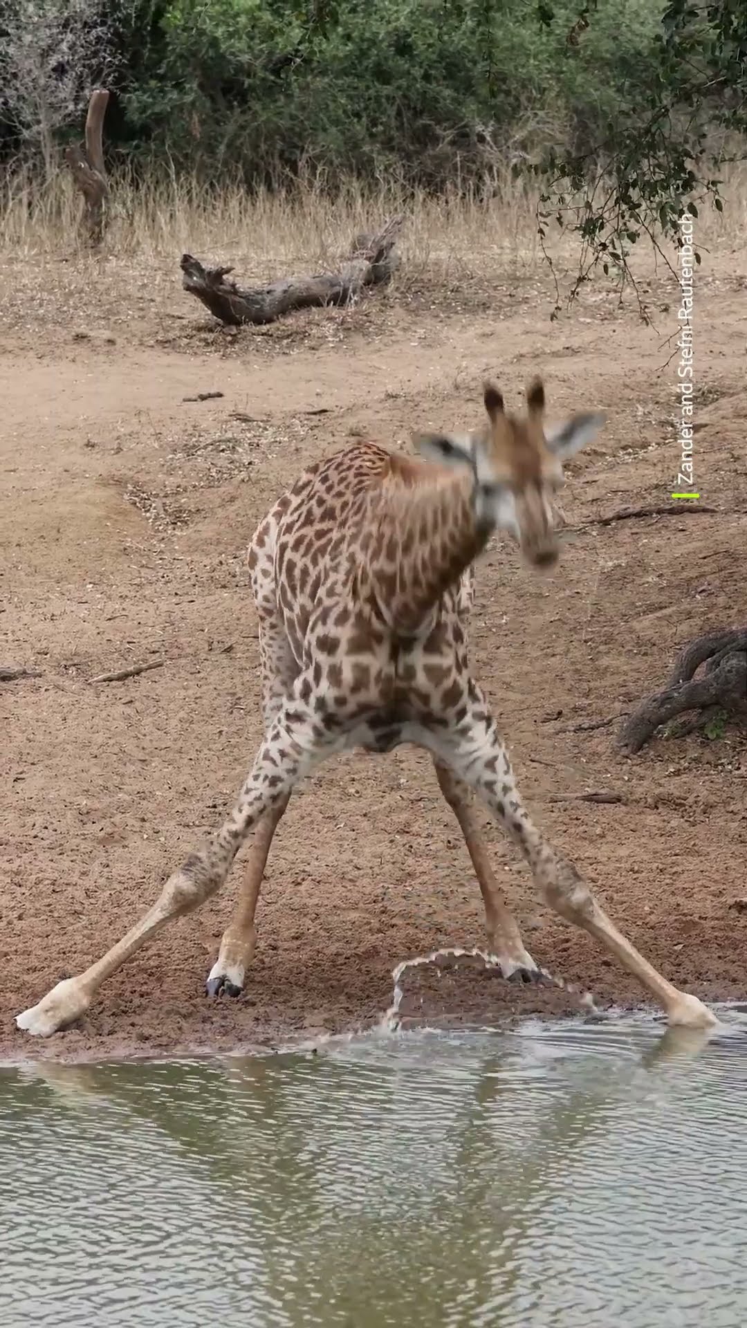 Stand to attention ? #Giraffe #Africa #Wildlife #Shorts