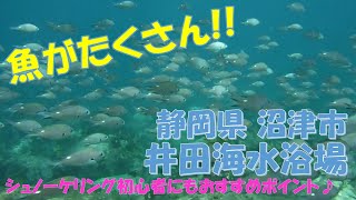 西伊豆 井田海水浴場 シュノーケリング 14 8 17 Youtube