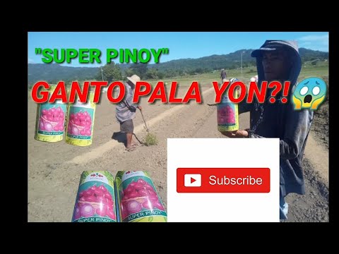 Video: Mga Sibuyas Sa Pamamagitan Ng Mga Punla