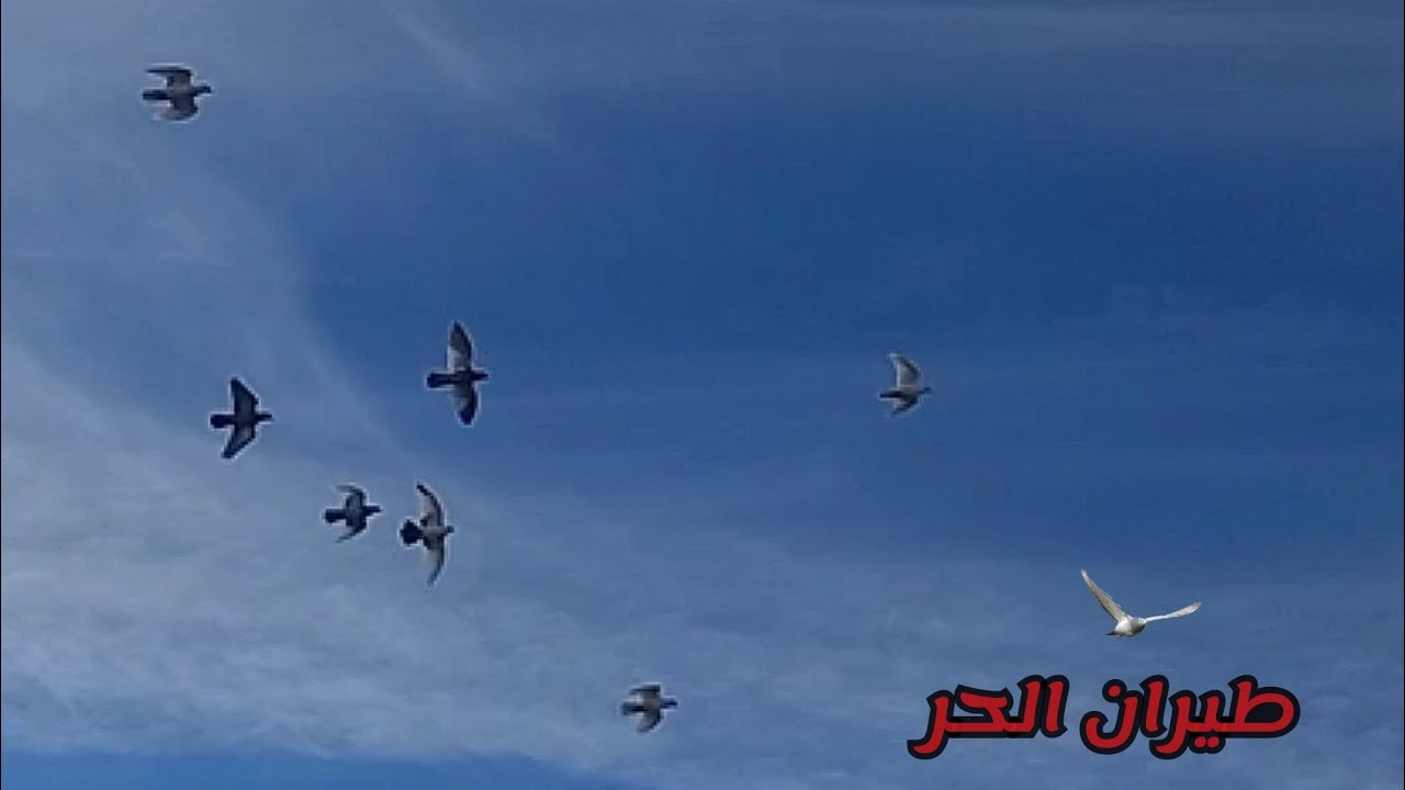 تدريب حمام الزاجل على طيران أطول مدة