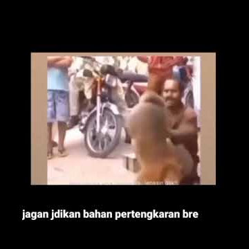 minang dubbing monyet dan anjing