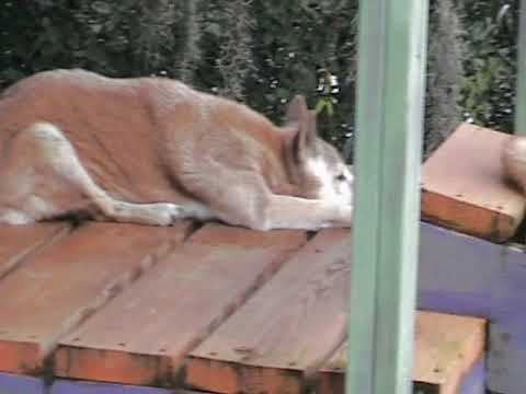 Video: Nova Scotia Duck Tolling Retriever