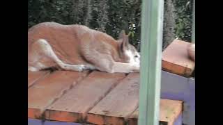Tampas Lowry Park - New Guinea Singing Dog (Wallaroo Station)