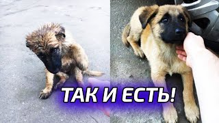 человек собаке друг это знают все вокруг человек собаке друг это знают все вокруг