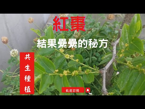 紅棗種植~共生豆科地被植物（白花三葉草），讓棗子開花結果結實纍纍