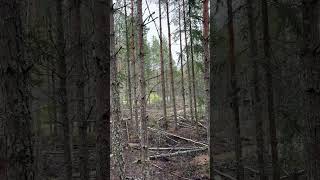 Tysk Jaktterrier Astor Tränar I Vildsvinshägn Kontaktarbete I Sumpen & Galten Avsnitt 2