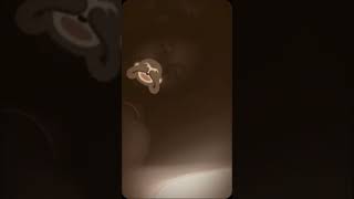 Gk Pede Klo Gk Pake Filter  trend fyp cppsss