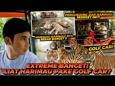 Video: Adakah hutan harimau bermain golf lagi?