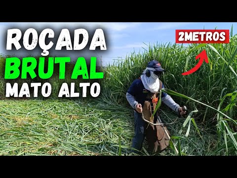 This Tall Grass Gave Me Work | Tips for a BRUTAL Mowing | Gardener's Day