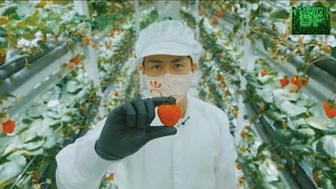 DREAMFARM | HIROKI KOGA STORY | STRAWBERRY FARMING | INDOOR FARMING | VERTICAL FARMING | HYDROPONICS