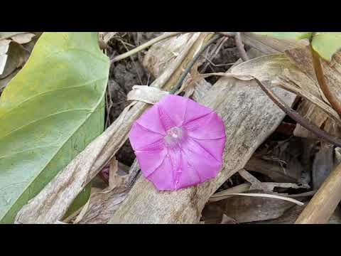 ระย่อม (  Rauwolfia  ) กับ เครือพูใหลหลง( Argyreia confusa ) และ ถั่วลาย (Butterfly pea)