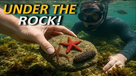 “Snorkeling Tide Pools: What I Found Under These Rocks Shocked Me!”