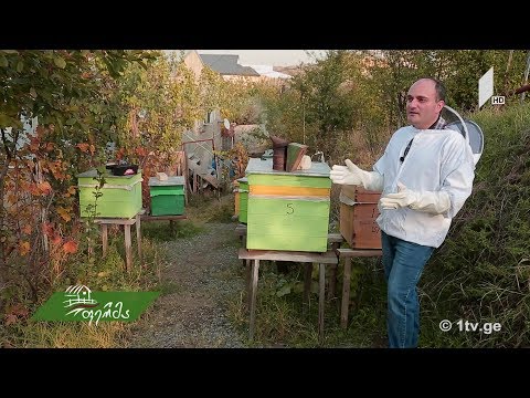 #გაიგემეტი  როგორ ვითარდება ურბანული მეფუტკრეობა თბილისში