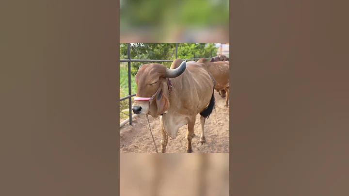 "Admiring the Beauty of Gir Cows: A Close Look at these Majestic Creatures | YouTube Shorts"