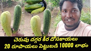 Cucumber near pond 20 rupees investment 10000 profit | gk babu fish farming in telugu