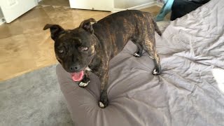 BedMaking Battle: Our Staffy's Hilarious Reaction to Fresh Sheets