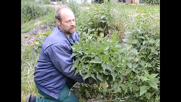 Welche Arten von Brennnessel gibt es?