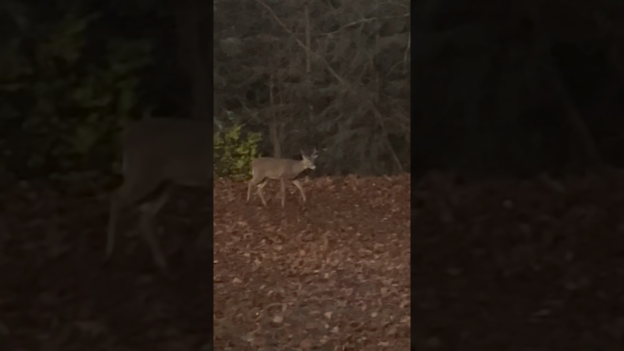 Little 6 point in the backyard this morning 