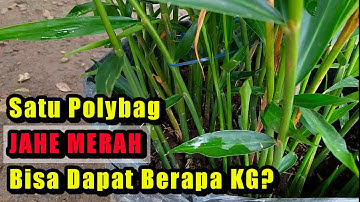Hasil Panen Tanaman Herbal Jahe Merah Dalam Satu Polybag Minim Perawatan