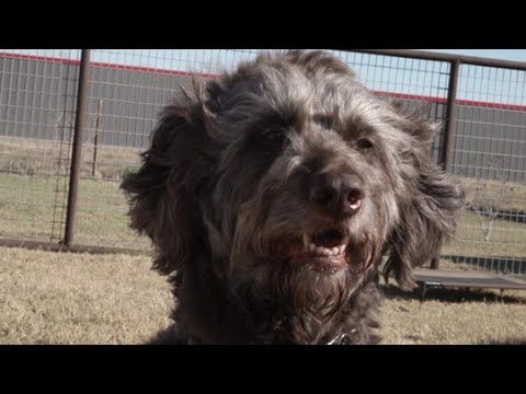 Video: Šunų minkštimas vyksta virusais, nes jis panašus į 