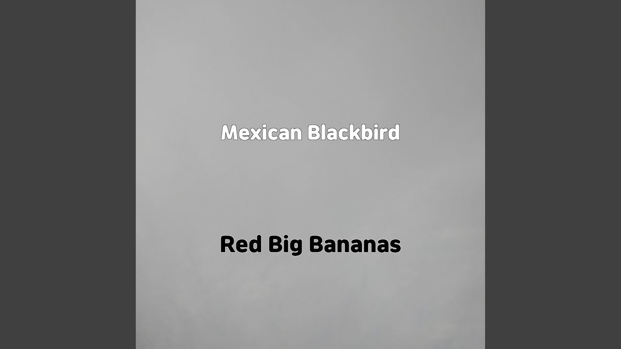 Mexican Blackbird YouTube