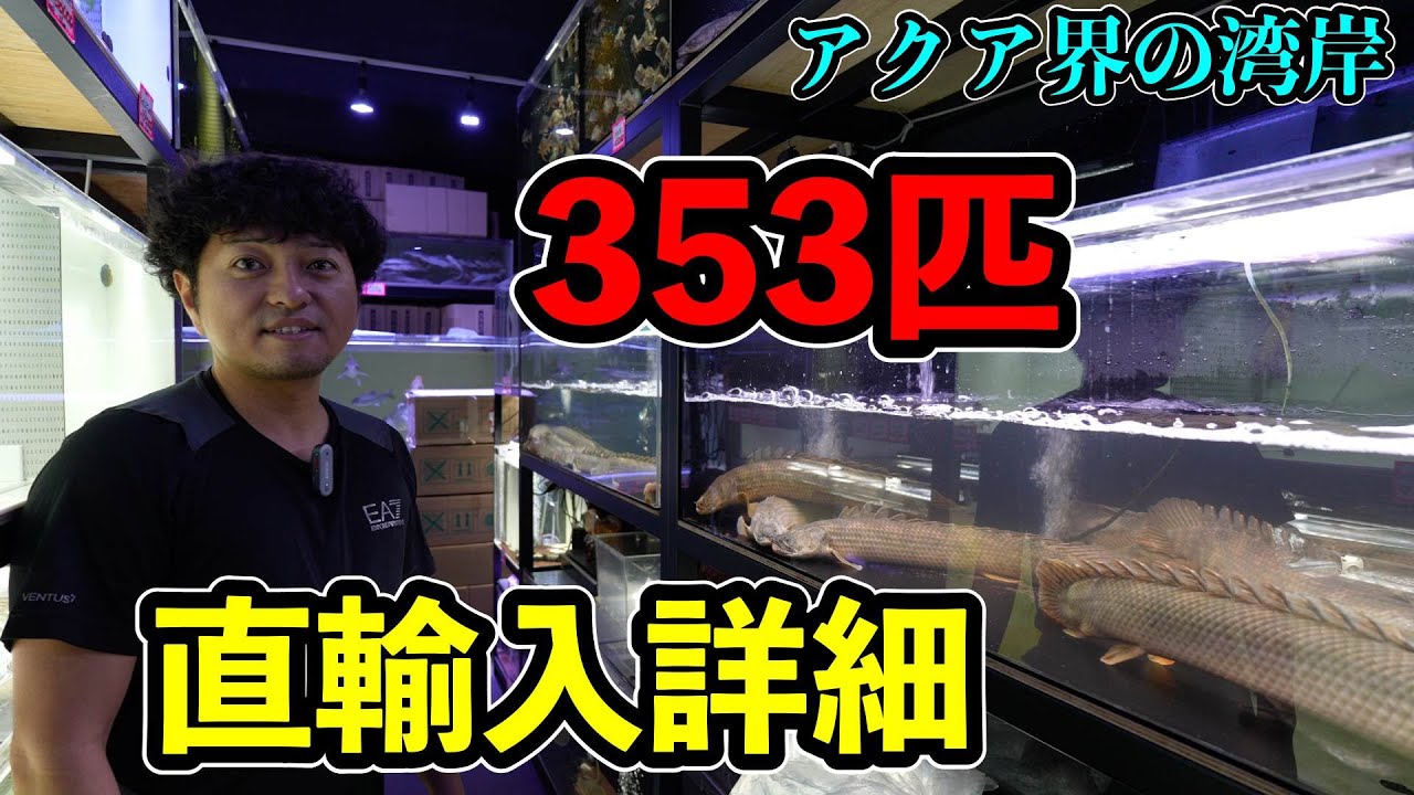 見たら欲しくなってしまう熱帯魚！『初心者からハイマニアまで！ポリプテルス』エンドリケリー　サンカラニラプラディ　ラプエンアンソルギー　ビュティコフェリー　ベイサイドアクアの輸入がすごい