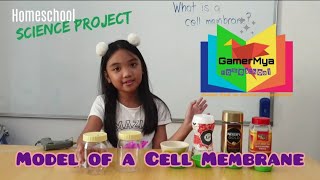How to make a Model of a Cell Membrane | Homeschool Science Project