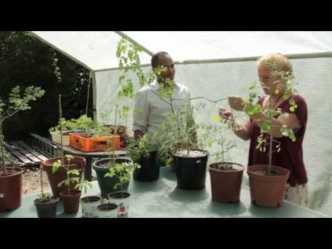 Video: Moringa Wunderbaum: Wachsende Moringabäume fürs Leben