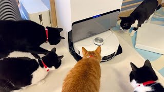 Cats' reactions to the new robot vacuum cleaner