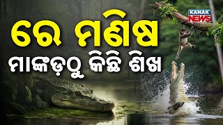 Special Report Heroic Monkeys Save Friend From Crocodile In Kendrapara Forest Incredible Rescue