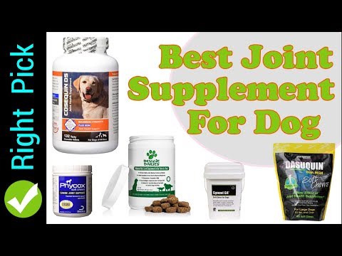 dog-supplement-:-5-best-joint-supplement-for-dog