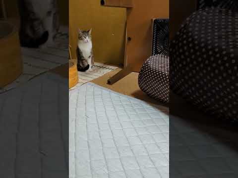 かくれんぼ猫ちゃん - Hide and seek - #Shorts