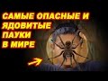 ТОП 9 Самые большие, опасные и ядовитые пауки в мире