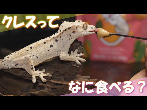 クレスのエサやりはカワイイし楽しい【爬虫類初心者に超オススメ