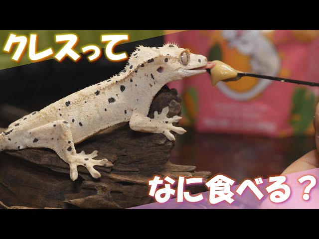 クレスのエサやりはカワイイし楽しい【爬虫類初心者に超オススメ