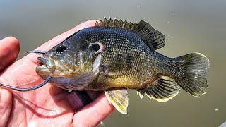 Aggressive Fish CRUSHES THIS BAIT!! (2 Nights on the River)