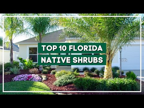 Video: Är allamanda ett ursprung i Florida?