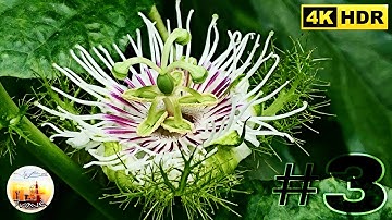 Hoa & Màu Sắc Rực Rỡ Của Thiên Nhiên lll | Video 4k