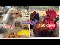 Vido prendre soin des poulets pendant 150 jours et comment prparer la nourriture pour poulets