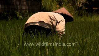 Farmers of Bali, Indonesia