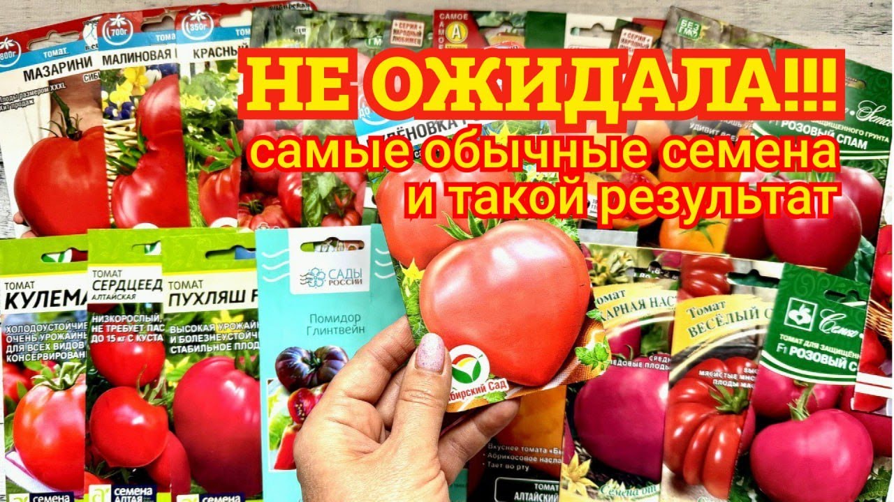 НЕ ОЖИДАЛА! Обычные семена из магазина дали такой урожай. Лучшие сорта томатов этого сезона