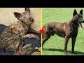 Rescue an Abandoned Dog Lose Hope Transformed After Just 2 Weeks Of Love