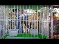 Тошкент қуш бозори: Канарейкалар 16.01.21 Птичий рынок Ташкент bird market in Tashkernt