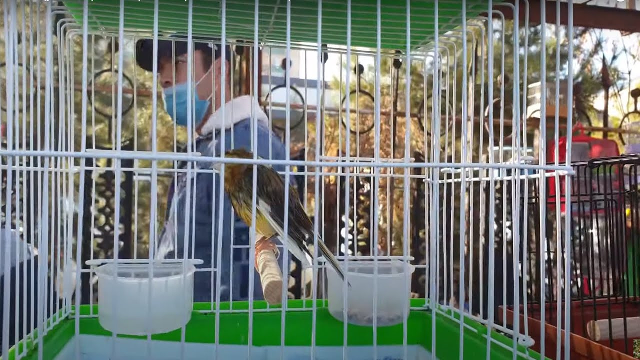 Тошкент қуш бозори: Канарейкалар 16.01.21 Птичий рынок Ташкент bird market in Tashkernt
