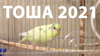 Волшебное пение волнистого попугая Тоши 2021 by Тоша-картоша 2,972 views 2 years ago 27 minutes