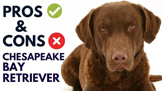 Chesapeake Bay Retriever Dog Breed Pros and Cons | Chesapeake Bay Advantages and Disadvantages