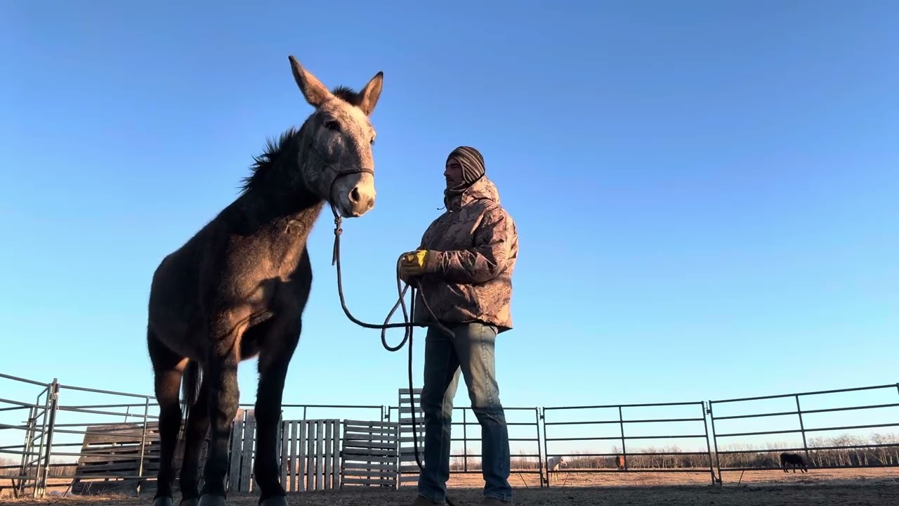 Sticky Evasive  Mule - Part 1